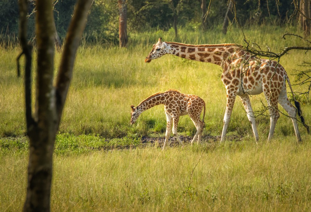 Aufbruch zum Lake Mburo Nationalpark – Natur, Kaffee und Traditionen